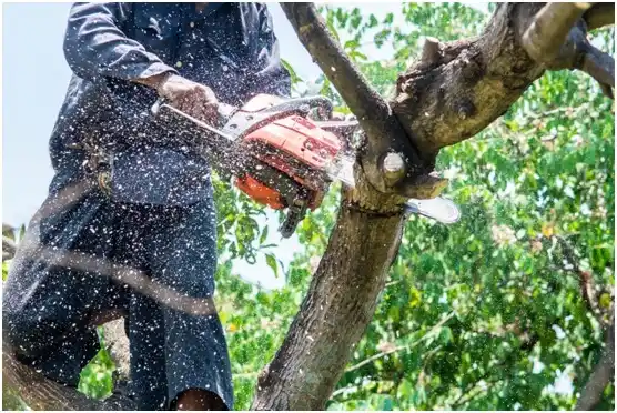 tree services Red Lion